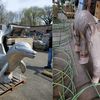 Some Beloved Playground Animal Sculptures Moving To "Retirement Home" In Queens Park
